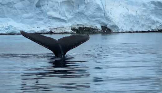 【南極クルーズ編⑩】ゾディアックボートでクジラの尻尾を追いかけまくる
